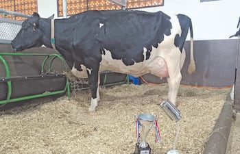 La vaca lechera que marcó el nuevo récord de 108,7 litros de leche en un solo día.