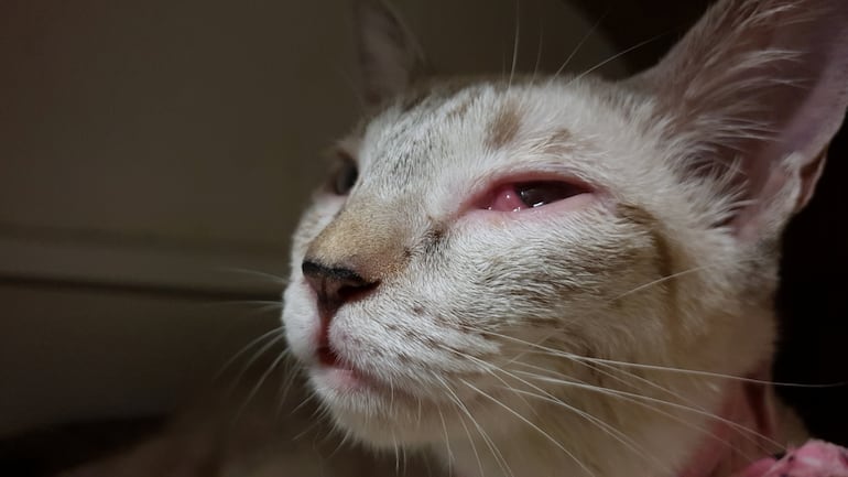 Gato con el ojo inflamado.