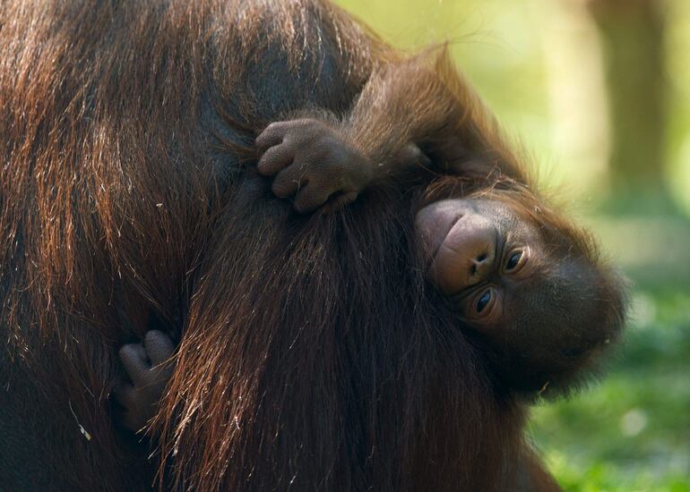 Surya, una hembra de orangután de Borneo (Pongo pygmaeus), acuna a su recién nacido el 15 de abril de 2026 en el Zoo Aquarium de Madrid, en Madrid.