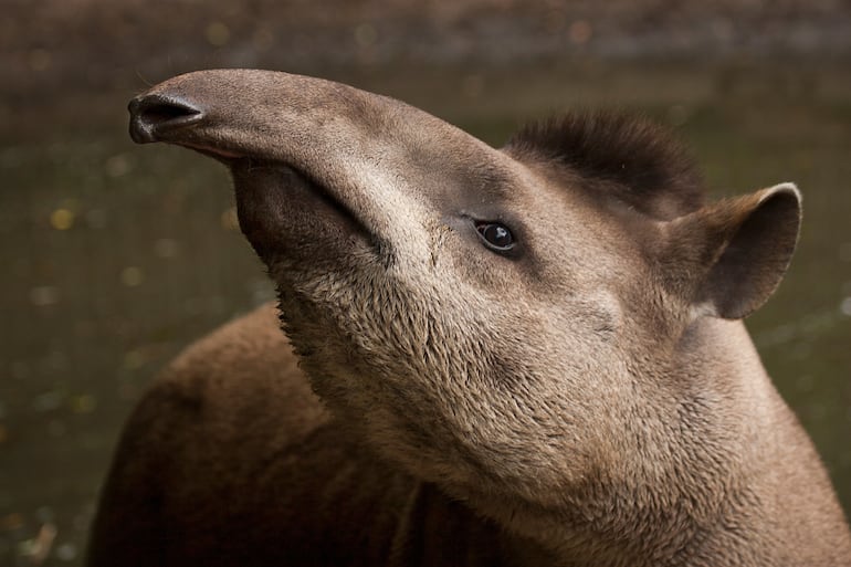 Tapir de baja tierra (Tapirus terrestres) o Tapir sudamericano.