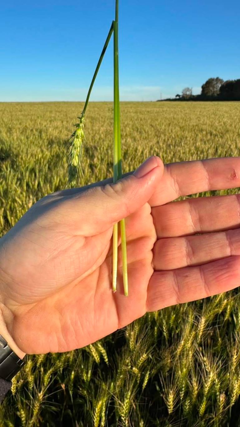 Mano sosteniendo tallos de trigo en campo agrícola con plantas verdes y cielo despejado al fondo.