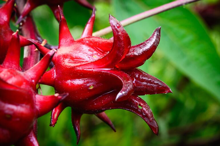 La flor de Jamaica —conocida también como hibisco, rosella o Hibiscus sabdariffa.