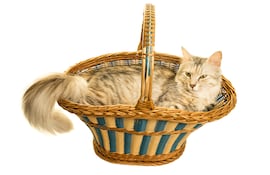 Gato Angora.