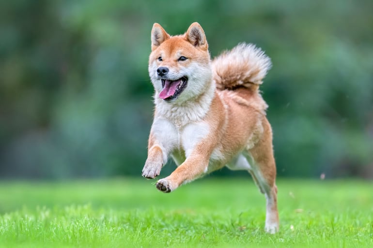Perro de la raza Shiba inu.