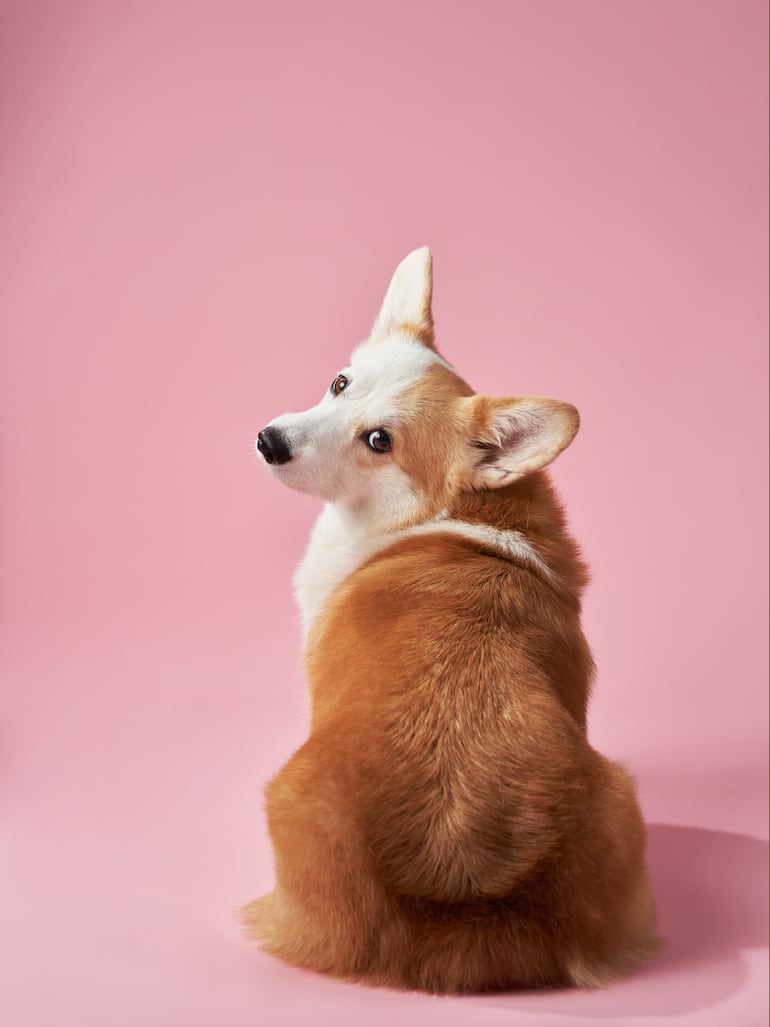 Perro de espaldas.