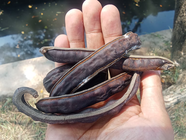 Semillas de Samanea saman.