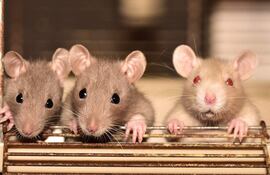 Las ratas son animalitos muy limpios, cariñosos, divertidos y muy inteligentes que requieren de cuidados, ya que son propensas a enfermedades respiratorias.