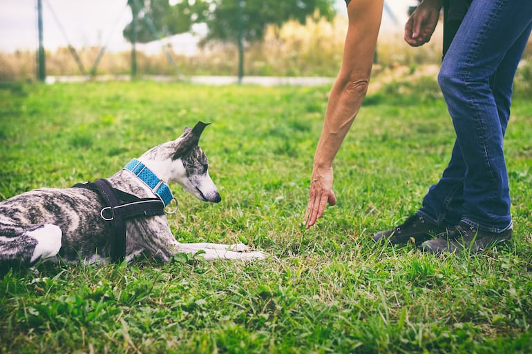 Concepto de obediencia canina.