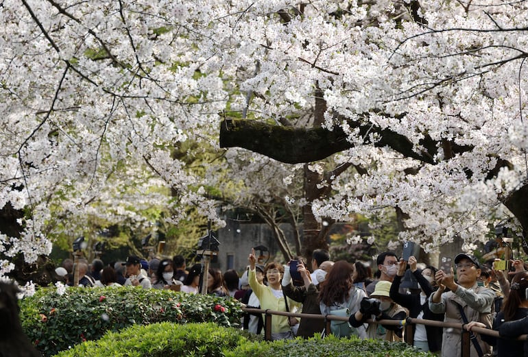 Personas toman fotografías de los cerezos en plena floración en el foso Chidorigafuchi, en Tokio, Japón, el 30 de marzo de 2026.