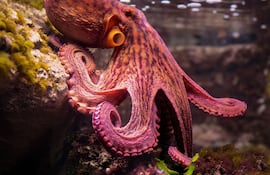 Pulpo, imagen ilustrativa.