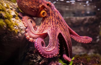 Pulpo, imagen ilustrativa.