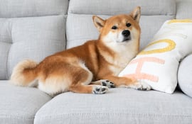 Perro de la raza akita.
