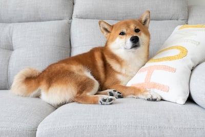 Perro de la raza akita.