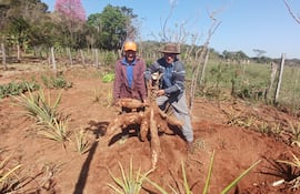 Los agricultores y primos Gualberto y Pastor Ferreira muestran las enormes mandiocas que producen en una huerta familiar.