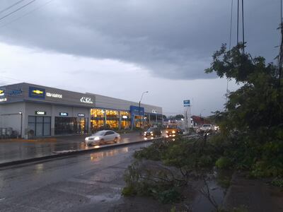 Enorme árbol cae sobre la avenida Eusebio Ayala y parte una columna.