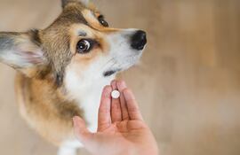 Administrar medicamentos a un perro puede ser una tarea complicada.