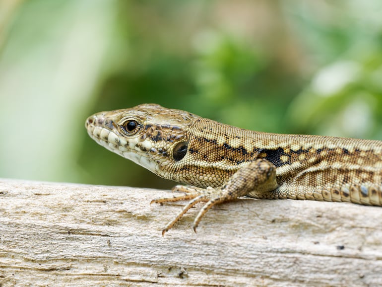 Podarcis muralis o lagartija común.