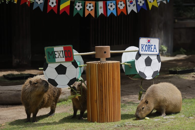 Fotografía que muestra capibaras participando en una dinámica de enriquecimiento ambiental en el Zoológico Guadalajara este viernes, en Guadalajara (México).