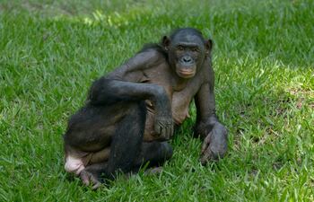 Bonobo.