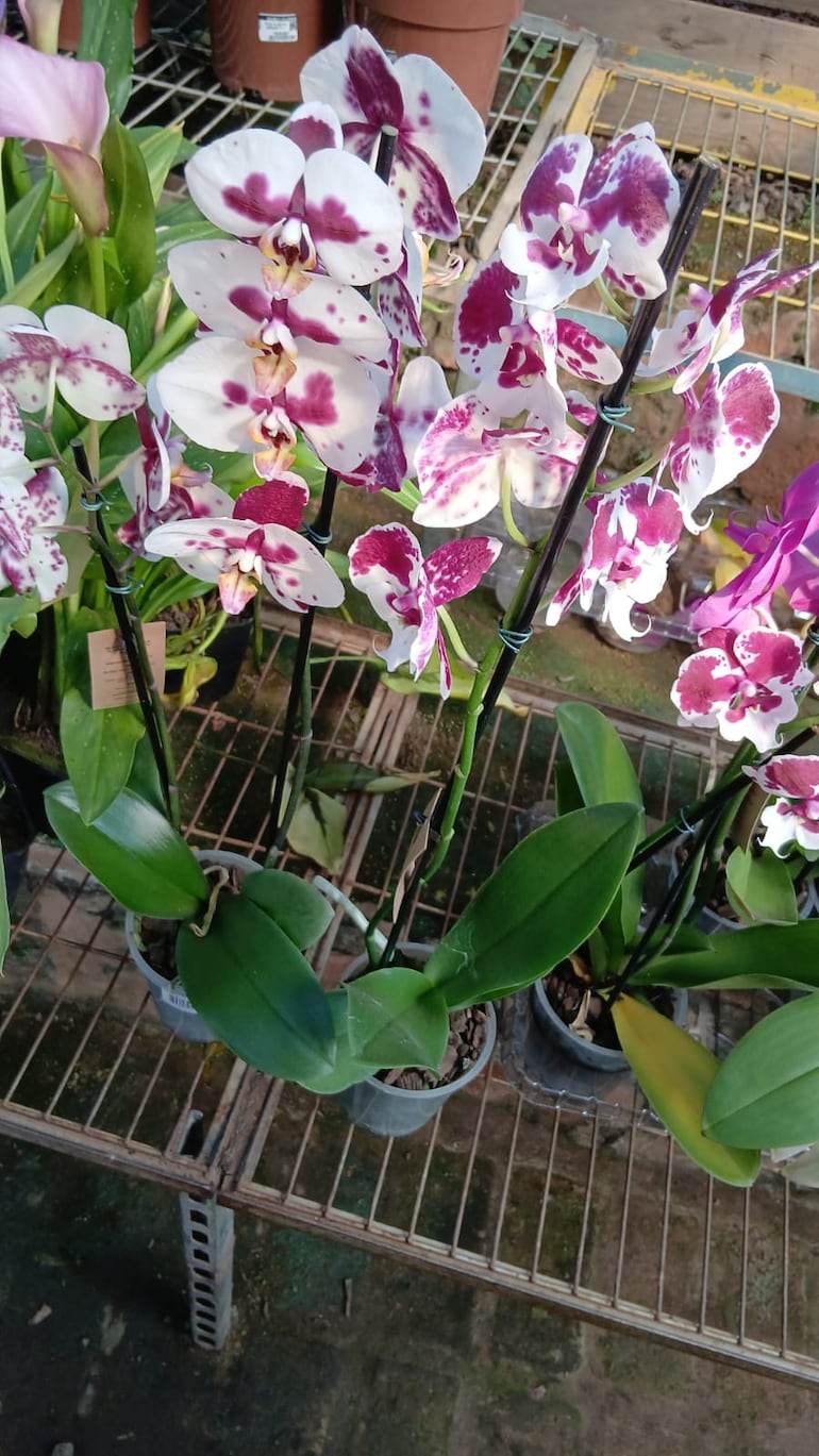 Las orquídeas se encuentran entre las flores más apreciadas por su belleza y delicadeza.