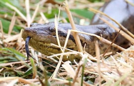 Serpiente semioculta entre hierba y paja, explorando su entorno selvático.