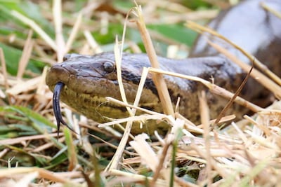 Serpiente semioculta entre hierba y paja, explorando su entorno selvático.