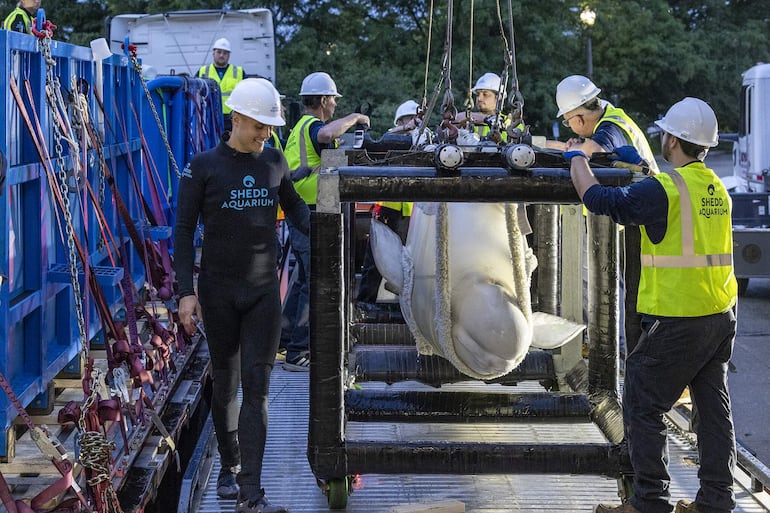 Fotografía cedida por el Shedd Aquarium que muestra a operarios llevando a una ballena beluga, una de las seis primeras que serán transportadas a acuarios de Estados Unidos, este martes en el Acuario de Chicago, Illinos (Estados Unidos).