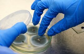 Hongo aspergillus flavus en el laboratorio, imagen ilustrativa.