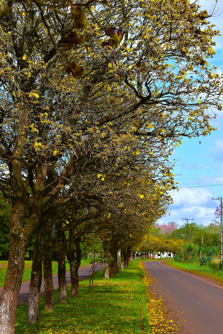 Avenida Olimpio Silveyra rodeada de árboles de lapacho amarillo florecido, creando un camino amarillo primaveral bajo un cielo nublado.