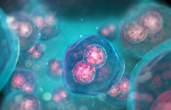 Embrión de dos células, mitosis bajo microscopio, imagen ilustrativa.
