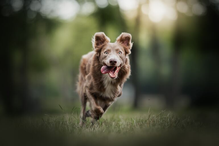 Perro de la raza border collie corriendo.