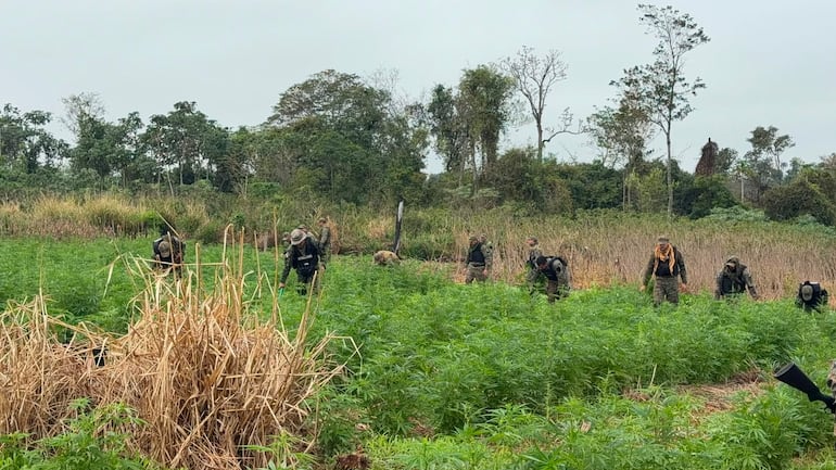 Durante la operación tambiébn se allanaron 16 casa y fueron destruidas 70 hectáreas de marihuana. 
