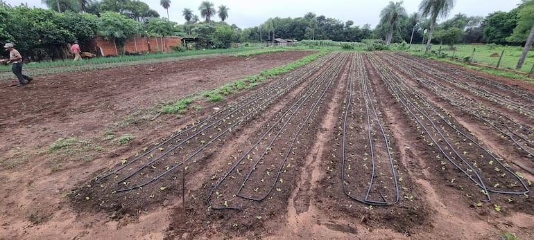 La producción horticola es el mas veneficiado con esta lluvia.