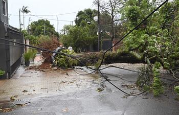 Docenas de árboles caen con cada temporal intenso en todo el país, dejando a barrios sin sombra para este verano.