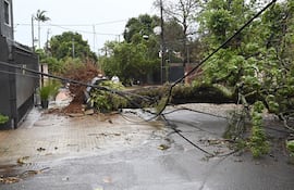 Docenas de árboles caen con cada temporal intenso en todo el país, dejando a barrios sin sombra para este verano.