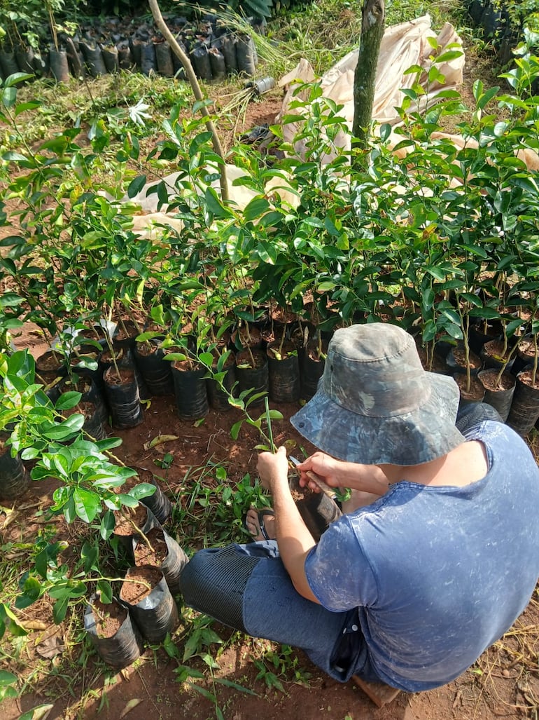 Los productores de la comunidad de Cabañas se esfuerzan cada día en sus labores productivas.
