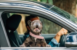 Viajar con perros, perro en el auto, imagen ilustrativa.