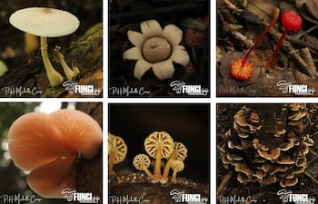Algunos de los hongos silvestres comestibles hallados en Paraguay.