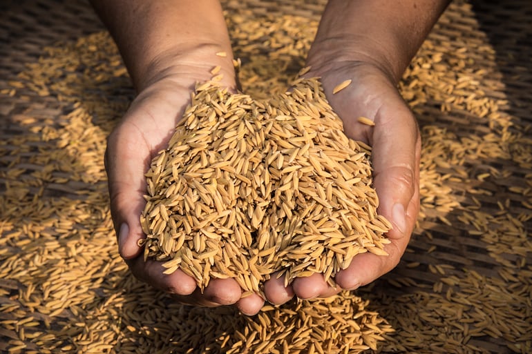 Arroceros se ajustan los cinturones: caída del 20% en la siembra