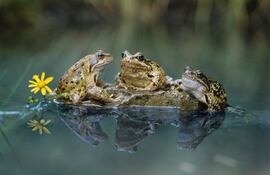 Ranas croando (foto ilustrativa).