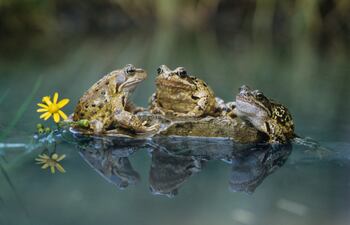 Ranas croando (foto ilustrativa).