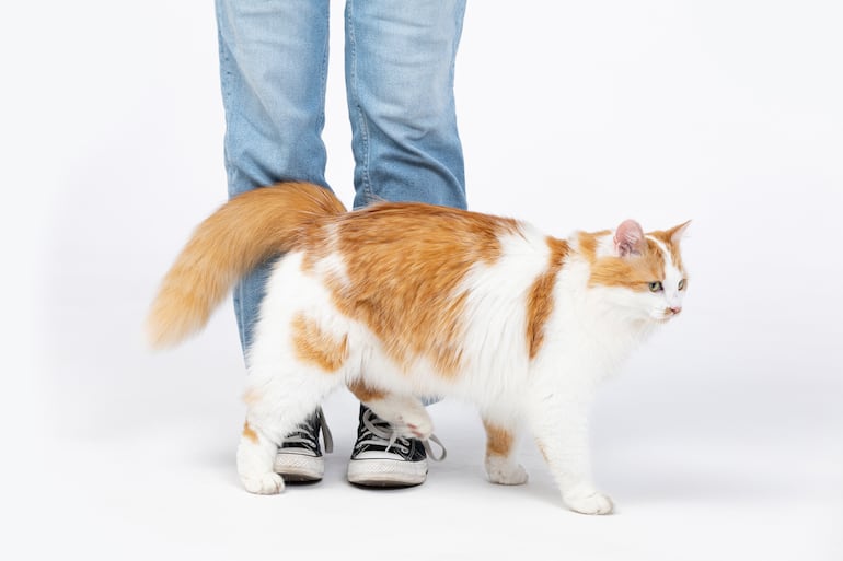 Si tu gato se cruza entre tus piernas al llegar a casa o mientras preparás su comida, suele estar buscando contacto, atención o seguridad.
