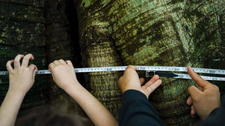 Dos manos, una de un niño y otra de un adulto, midiendo un tronco cubierto de musgo en un entorno natural.