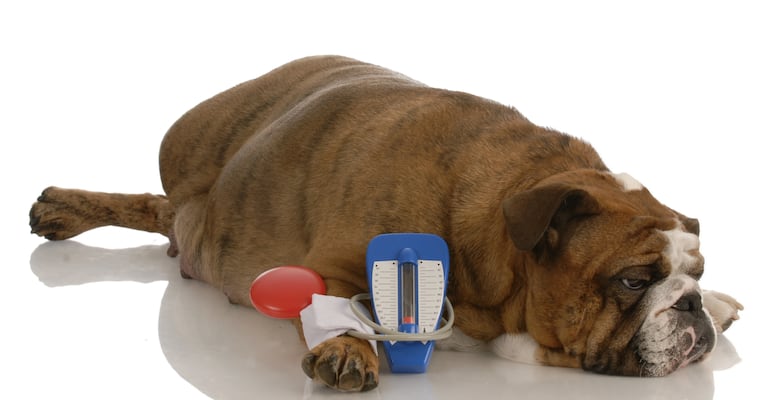 A un perro bulldog inglés le toman la presión.