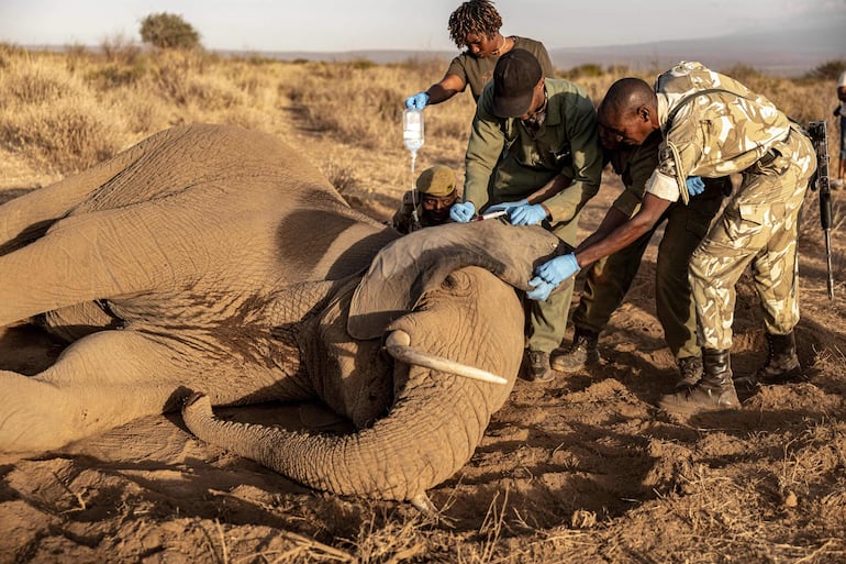 Veterinarios del Sheldrick Wildlife Trust y del Servicio de Vida Silvestre de Kenia (KWS) atienden a un elefante macho que yace en el suelo tras enfermar en Kitenden B Community Conservancy, en el condado de Kajiado, el 12 de agosto de 2026.