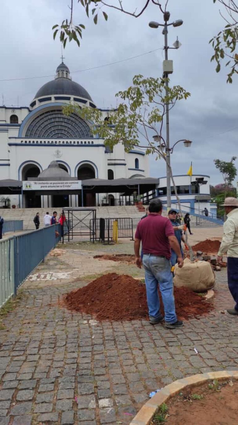 Caacupé: 12 plantones fueron colocados en la explanada de la Basílica