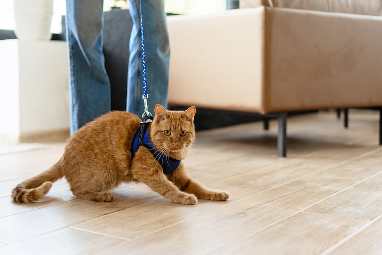 Gato con arnés.