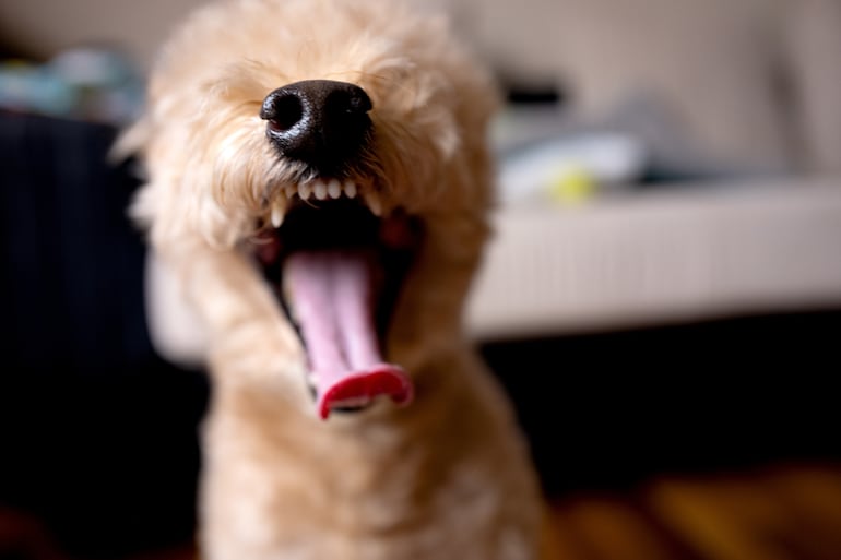 Concepto de adolescencia canina.