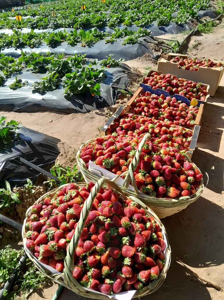 Las frutillas de la variedad Dover se pueden adquirir a G. 55.000 el kilo, con la posibilidad de cosecharlas directamente de la planta y disfrutar de una experiencia de turismo rural.