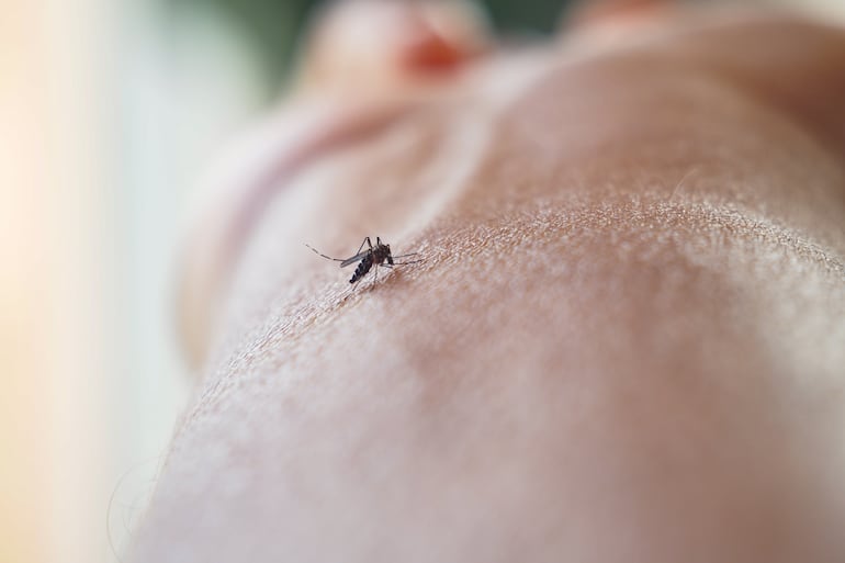 Concepto de picaduras de mosquitos.